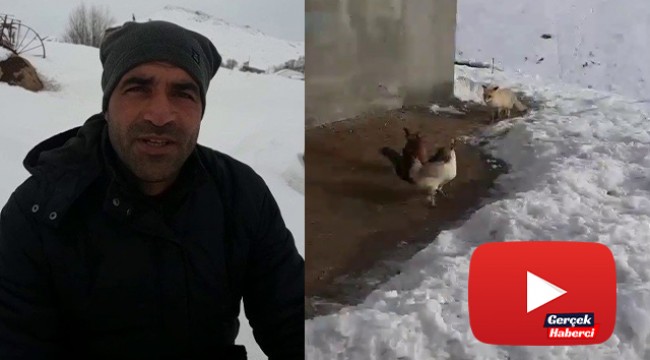 Tavuklarını yemek isteyen tilkiyle dakikalarca sohbet etti