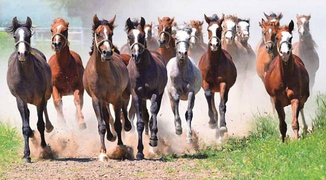 TİGEM 2019’da 237 yarış tayı sattı