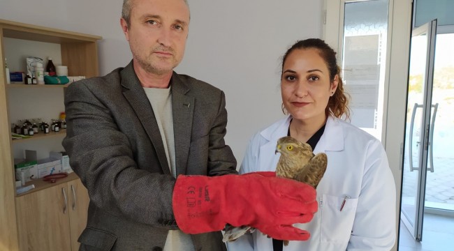 Yavru şahin açlık ve yorgunluk nedeniyle sanayi sitesine düştü