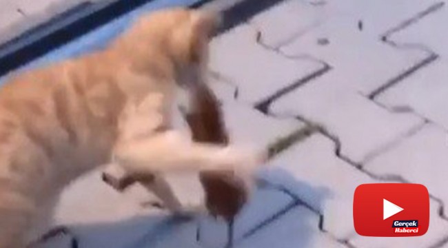 Asabi fareden peşine takılan kediye sol kroşe