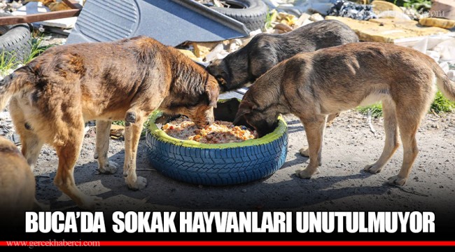 BUCA’DA SOKAK HAYVANLARI UNUTULMUYOR