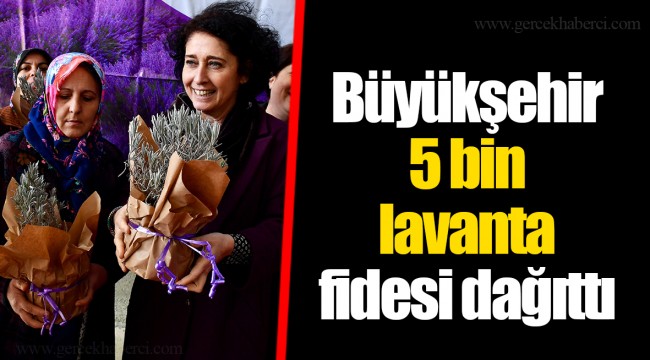 Büyükşehir 5 bin lavanta fidesi dağıttı