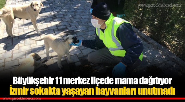 İzmir sokakta yaşayan hayvanları unutmadı
