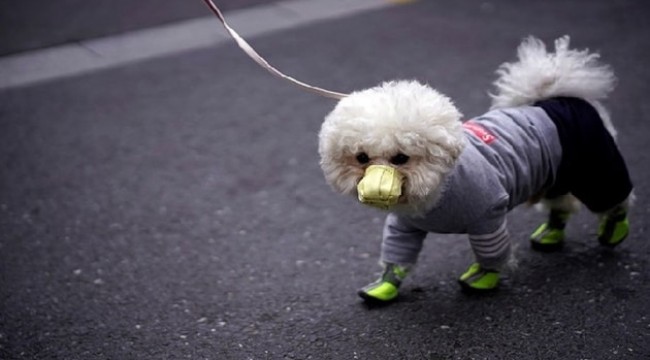 Koronavirüs nedeniyle ilk köpek ölümü yaşandı