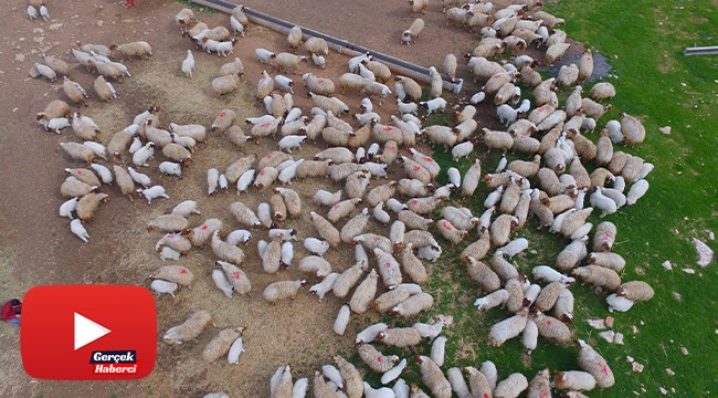Kuzuların anneleri ile buluşması havadan görüntülendi