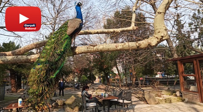 Mahalleyi tavus kuşları sardı