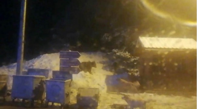 Milli parklar kapatıldı, Uludağ’da doğal yaşam böyle görüntülendi