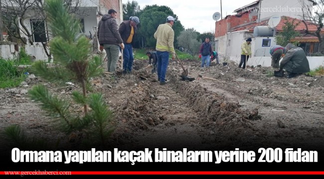 Ormana yapılan kaçak binaların yerine 200 fidan