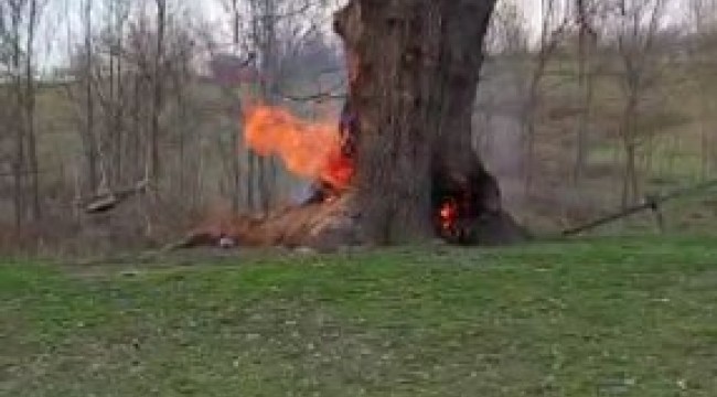 Tarihî çınar ağacı alevlere teslim oldu