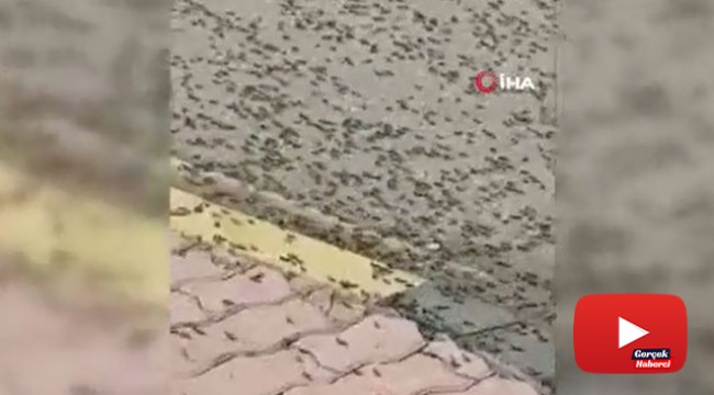 Umman'da karınca istilası