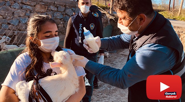 Annesi ölen yavru keçi için zabıtadan biberon istediler