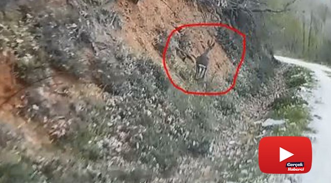 Av koruma çalışmaları esnasında ekiplere yakalanan Karaca'nın kaçış anları kamerada