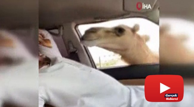 BAE‘de aç kalan develer yolcuların ekmeğini yedi