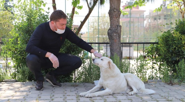Bayındır Belediyesi Sokak Hayvanlarını da Unutmuyor