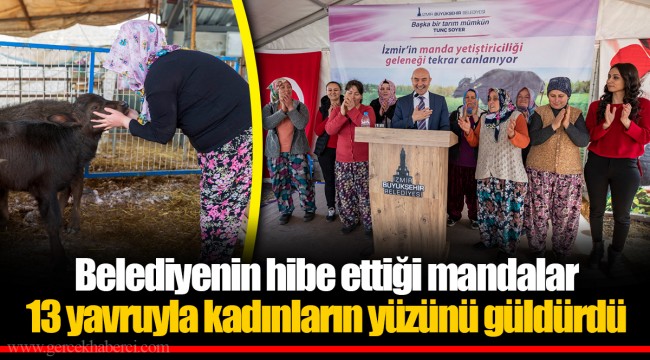 Belediyenin hibe ettiği mandalar 13 yavruyla kadınların yüzünü güldürdü