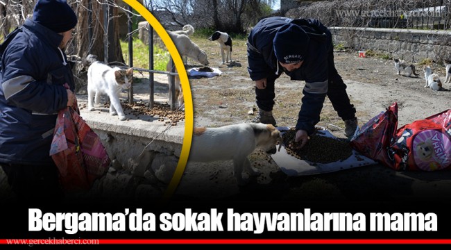 Bergama’da sokak hayvanlarına mama