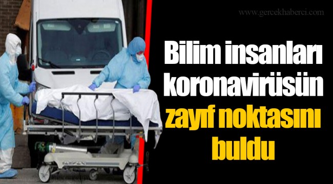 Bilim insanları koronavirüsün zayıf noktasını buldu