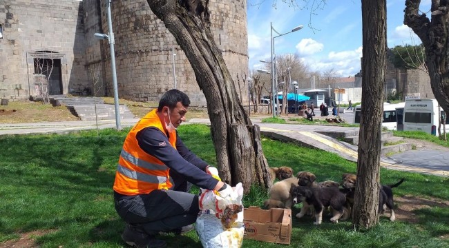 Büyükşehir Belediyesi korona mağduru sokak hayvanlarını unutmadı