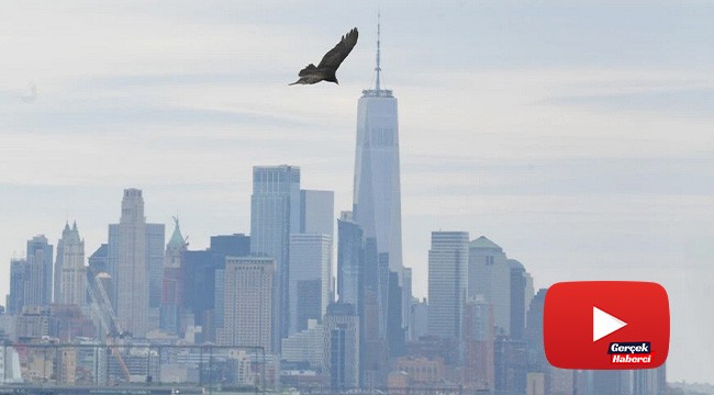 Ceset kokusu alan akbabalar New York’un üzerinde uçmaya başladı