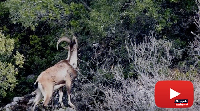 Drone ile görüntülenen yaban keçilerinin görsel şöleni