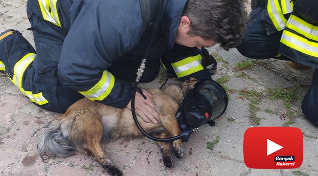 Dumandan zehirlenen iki köpek kalp masajı ile yaşama döndürüldü