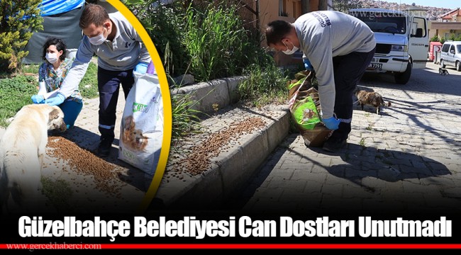 Güzelbahçe Belediyesi Can Dostları Unutmadı