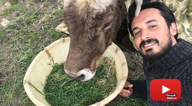 Hasta ineğin başında nöbet tutuyor