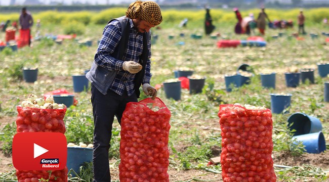 Herkes evinde tarım işçileri soğan tarlasında