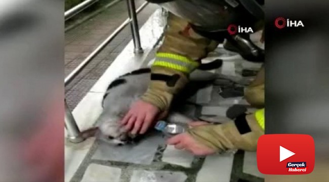 İtfaiyeden yangında mahsur kalan kediye can suyu