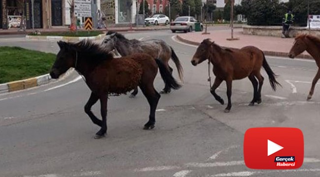 Koronayı fırsat bilen atlar sokağa indi
