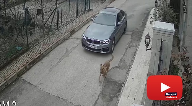 Lüks otomobiliyle kovaladığı sokak köpeğine kurşun yağdırdı