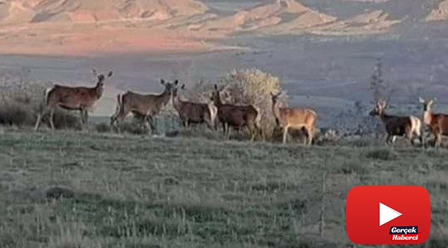 Nallıhan'da geyik sürüsü görüldü