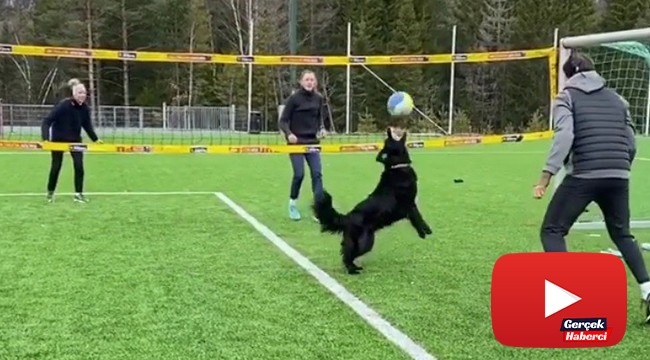 Norveçli voleybolcunun köpeğiyle antrenmanı hayran bıraktı