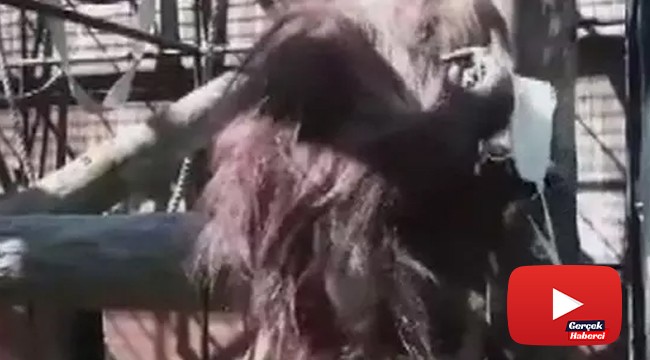 Polonya’da maske takma zorunluluğuna orangutan Raja’dan destek