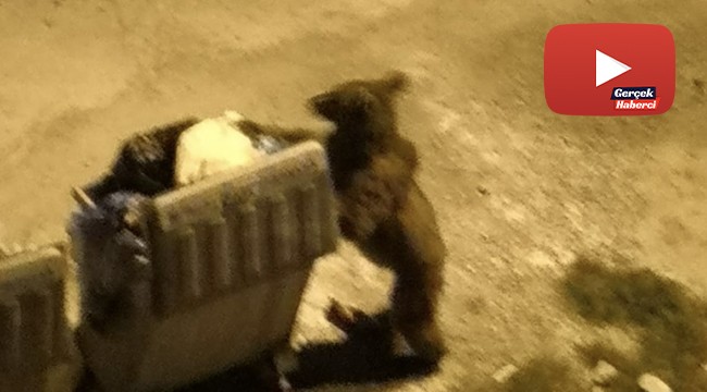 Şehre inen ayılar ortalığı birbirine kattı