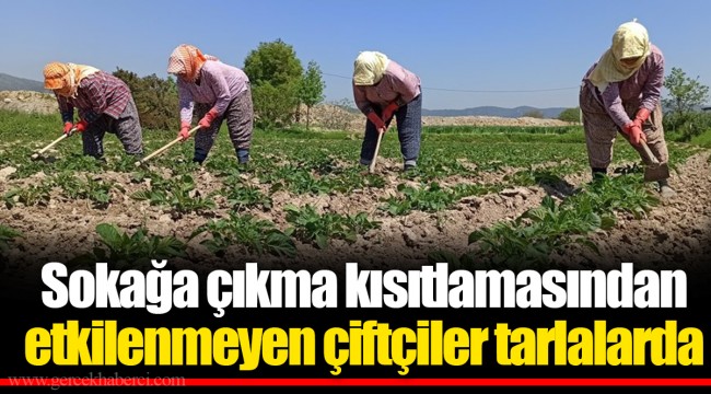 Sokağa çıkma kısıtlamasından etkilenmeyen çiftçiler tarlalarda