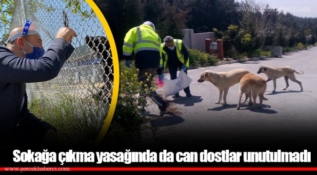 Sokağa çıkma yasağında da can dostlar unutulmadı