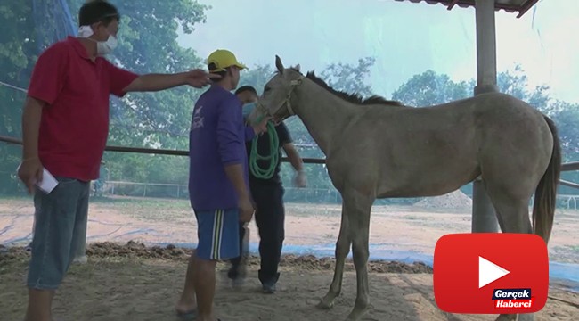 Tayland’da Afrika at vebası salgını patlak verdi: 200 at telef oldu