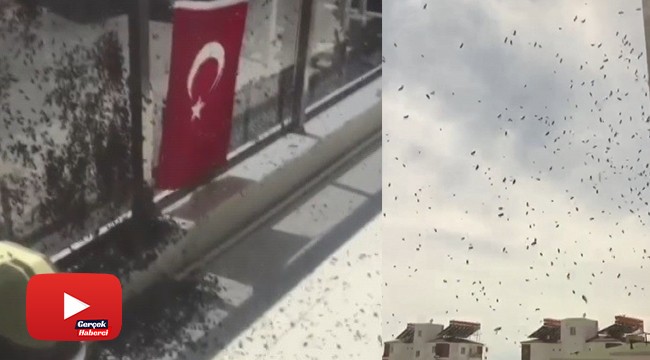 Vatandaşları korkutan arı istilası