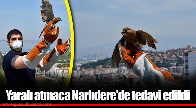 Yaralı atmaca Narlıdere'de tedavi edildi