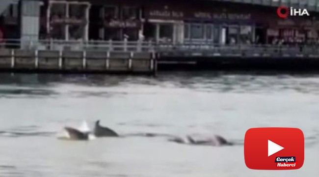 Yunus balıkları tarihi Galata Köprüsü'ne kadar geldi