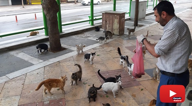 Aç kalan kediler otele akın etti