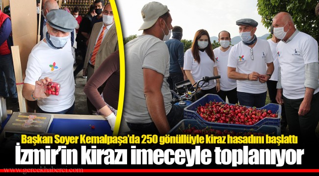 Başkan Soyer Kemalpaşa’da 250 gönüllüyle kiraz hasadını başlattı