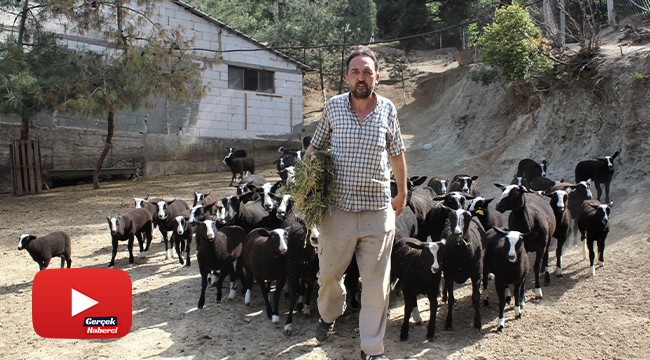 Bu koyunu almak isteyenler 5 ay sıra bekliyor