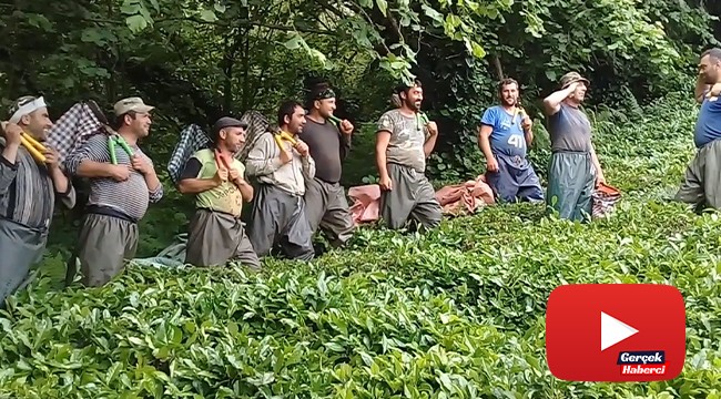 Çay işçiliğinin yevmiyesi artınca bahçelerde çalışma talebi çoğaldı