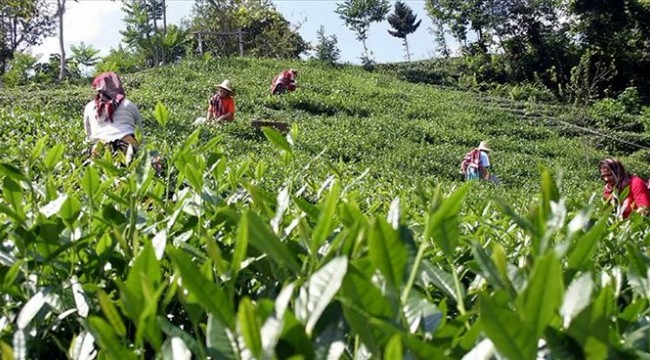 İçişleri Bakanlığı çay üreticileri için genelge yayınladı