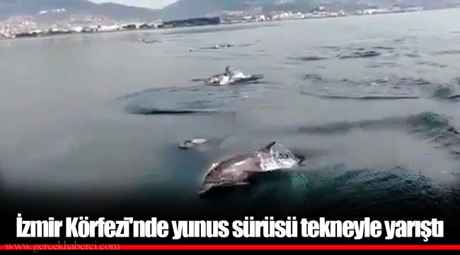İzmir Körfezi'nde yunus sürüsü tekneyle yarıştı
