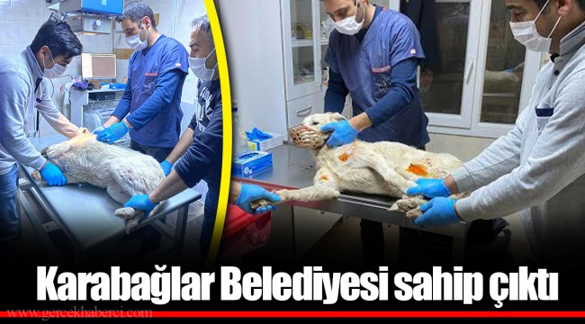 Karabağlar Belediyesi sahip çıktı!