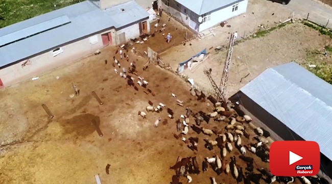 Keçilerle oğlakların buluşma anı