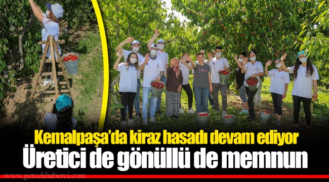 Kemalpaşa’da kiraz hasadı devam ediyor